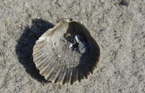 sand in grey Seashell on Beach