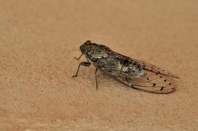 grey cicada close up
