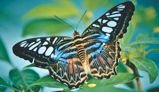 colored tropical butterfly on a tree branch