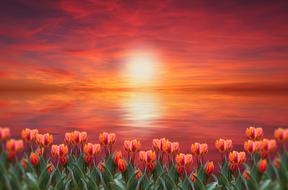 red tulips and sunset