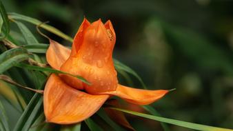 orange Flower Blossom Bloom