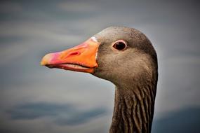 incredible Goose Greylag Wild