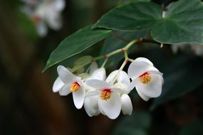 Close-up of the beautiful, white and orange flowers of the Brazilian Begonia, with the green leaves