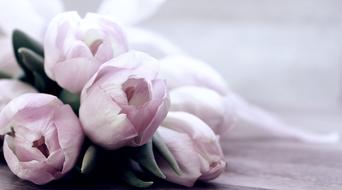 closeup view of pink Tulips Flowers