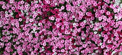 lot of pink petunia Flowers, top view