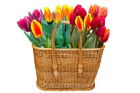 colorful tulips in a basket as an illustration