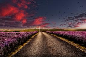 country road between flowering fields