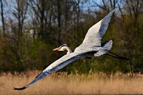 heron flies over marshland on a blurred background