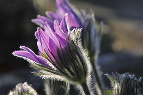fluffy purple flower