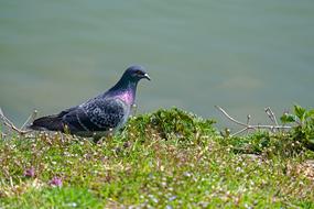 grey Dove stands on grass at water