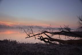 tree branches above the hill during sunrise