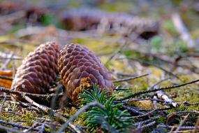 Beautiful pine cones near the green needles