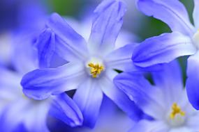 glory of the snow, Chionodoxa flower