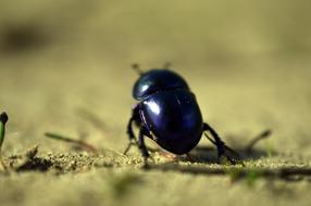 Beetle Dung close-up on blurred background