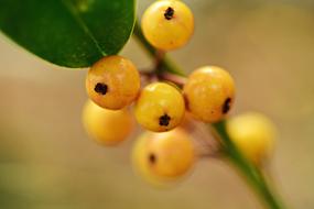 Japanese Flowering Crabapple