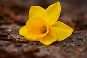 amazing Daffodil Flower