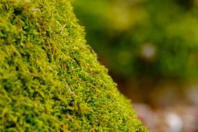 green fresh Moss close up