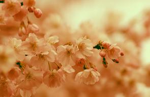 enchanting Cherry Blossom Spring