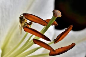 stamens of blooming lily close up