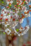 Close-up of the beautiful Japanese Cherry Tree with colorful flowers