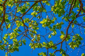 green spring leaves on tree branches