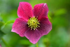 Hellebore Christmas Rose