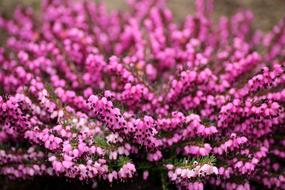 charming Heather Flowers