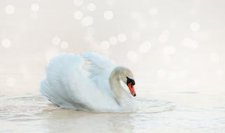 white swan in a white pond on a background of pixels