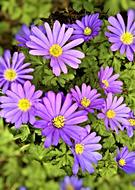 Beautiful, blooming, violet wood anemone flowers with yellow cores among the green leaves