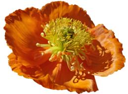 Flower Poppy Macro