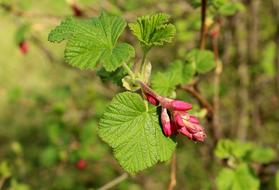 Currant Decorative in the garden on a blurred background