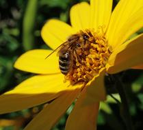 gorgeous Bee Insect Pollen