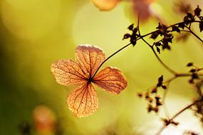 gorgeous Hydrangea Petiolaris