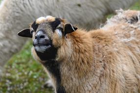 funny brown black Sheep