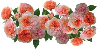 painted pink spray roses on a white background