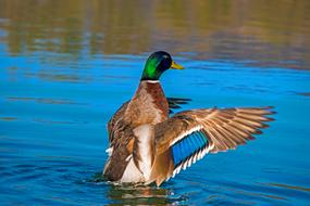 beautiful duck flaps its wings in the water
