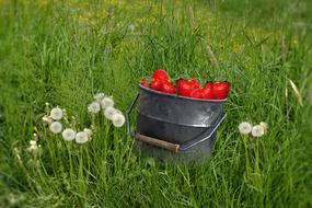 bucket with strawberries