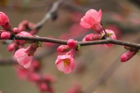 pink bloom of decorative quince close-up on a blurred background