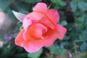 amazing Rose Flower Pink