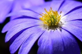 purple anemone with yellow stamens