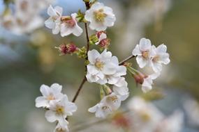 delicate flowers on a tree in the garden