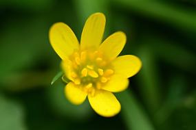 macro photo of Winter Aconite Flower Plant