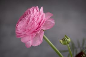 charming Ranunculus Flower