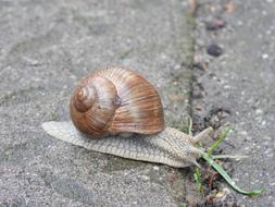 pillows Snail Spring Winniczek