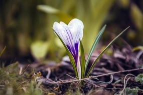 closeup view of blooming white and blue crocus in a forest glade