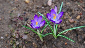 enchanting Crocus Early Bloomer