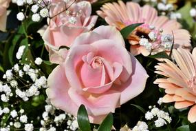 pink Roses and Gerberas in bouquet