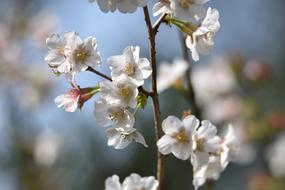 delicate flowers on a tree in a garden field