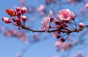 Ornamental Cherry Blossom