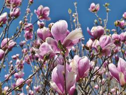 gorgeous Magnolia Tree Flowers